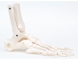 MODEL FLEXIBLE FOOT SKELETON