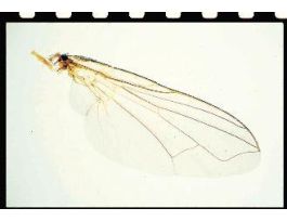 HOUSEFLY WING (WM) MEMBRANOUS WING