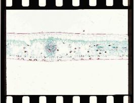 FICUS LEAF (CS) QS (RUBBER PLANT)