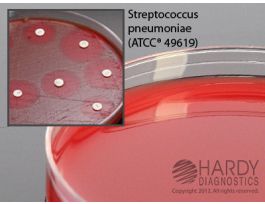 AGAR MUELLER HINTON W/BLD 15X150MM PLT L