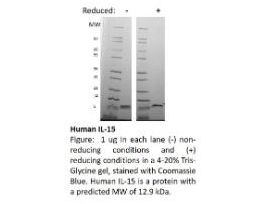 RECOM E.COLI HUMAN IL-15 >/=95% 1MG