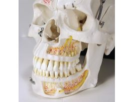 MODEL DEMONSTRATION SKULL