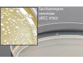 MEDIUM DG-18 AGAR 15X100MM PLATE PK10