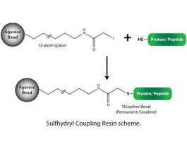 RESIN SULFHYDRYL COUPLING PEP/PRT 10ML