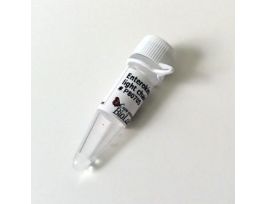 ENTEROKINASE, LIGHT CHAIN