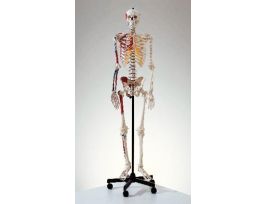 MODEL SKELETON ROD MTD ADV PAINT