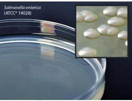 MEDIUM COLUMBIA AGAR 15X100MM PLTD PK10.