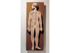 MODEL HUMAN NERVOUS SYSTEM