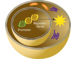KIT REPO XPLR SPECTRAMAX GLO STEADY-LUC