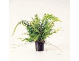 LIVE BOSTON FERN (NEPHOLEPSIS EXALTA)