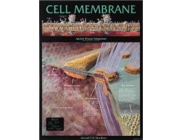CHART WALL CELL MEMBRANE 46 CM X 61 CM