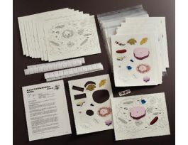 MANIPULATIVE MODEL PLANT CELL