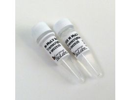 M-MULV REVERSE TRANSCRIPTASE