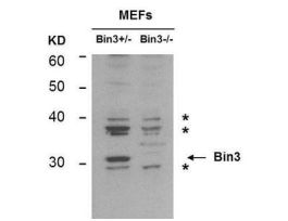 BIN3 ANTIBODY 100UG