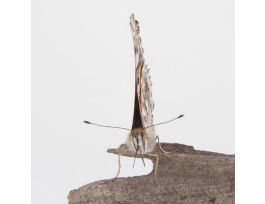 BUTTERFLY HABITAT SET/30.SupPk.Cage