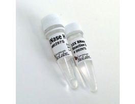 RNASE H - 250 UNITS