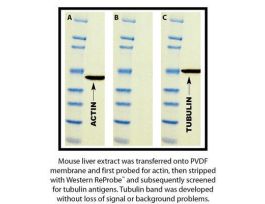 WESTERN REPROBE PLUS 500ML