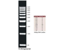DNA LADDER 500 BP 100LOADS
