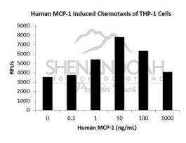 HUMAN MCP-1 (CCL2) 5UG