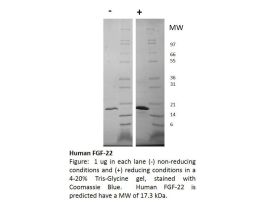100-68-500UG HUMAN FGF-22