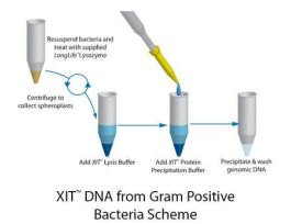 DNA FROM GRAM BACTERIA 250ML
