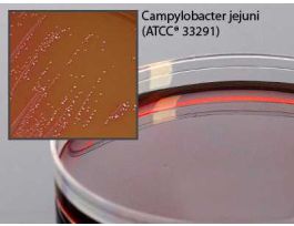 PLT CAMPY FDA AGAR PK10