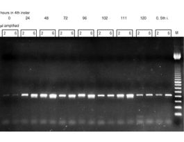 RTG YOU-PRIME FIRST-STRAND KIT