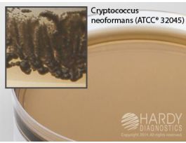 MEDIUM CAFFEIC ACID AGAR 15X100 MM PLATE