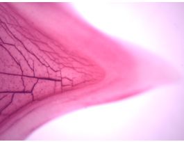 GANOID SCALE (WM) SLIDE STAINED
