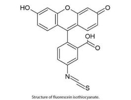 FITC ONEQUANT 1MG PK8