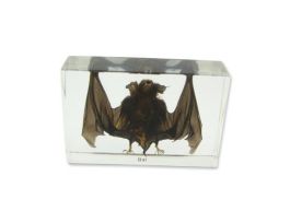EMBEDMENT BAT SPECIMEN