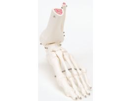 MODEL FOOT ANKLE SKELETON