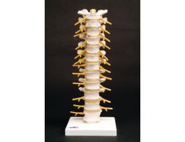 MODEL THORACIC SPINAL COLUMN