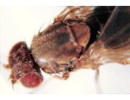 DROSOPHILA VIRILIS STRAIN