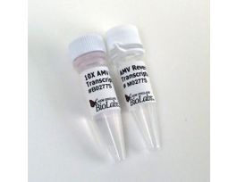AMV REVERSE TRANSCRIPTASE 200U