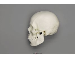 MODEL SKULL FM EUROPEAN