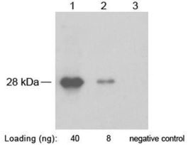 (SNAP-TAG ANTIBODY PAB RABBIT)