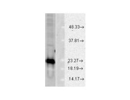 CU ZN SOD ANTIBODY 100UG