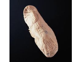 DOUBLE INJ. PIG KIDNEY VACPACK/10 PM