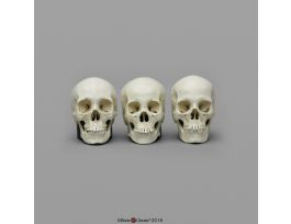 HALF SIZE FEMALE SKULL SET