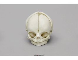 MODEL SKULL FETAL 29 WKS