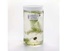 INVESTIGATING POND LIFE 32OZ JAR