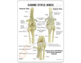 MODEL CANINE KNEE
