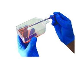 CELL LIFTER 18CM INDIVIDUAL PK100