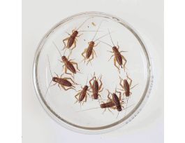 CRICKETS (ACHETA DOMESTICA) PKG 50