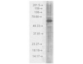 HSP70 ANTIBODY 100UG