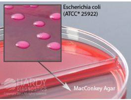 ROSE/MACCONKEY AGAR BIPLATE