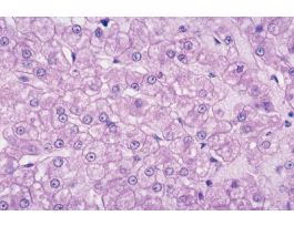 ANIMAL CELL GENERAL TYPE