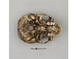 MODEL HOMO ERECTUS ECON CRANIUM