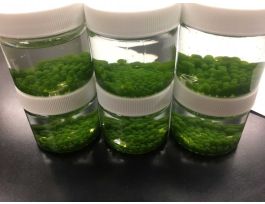 ALGAE BEADS - 8 LAB GROUPS